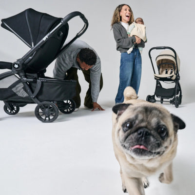 DFY. R1 Pet Basket